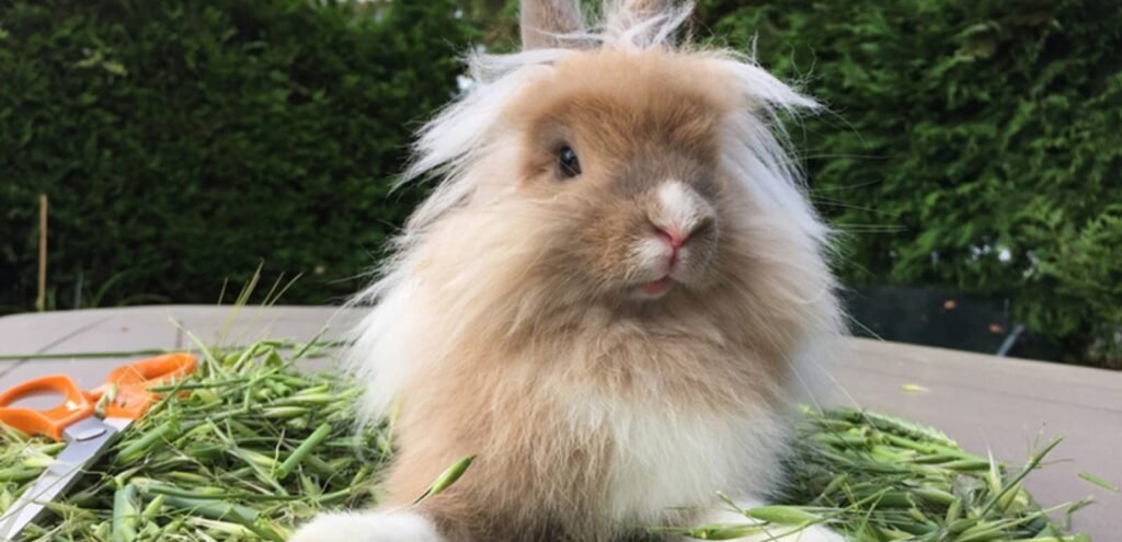 Lionhead Rabbit | Cute & Fluffy Rabbit Breed 2 Lionhead Rabbit