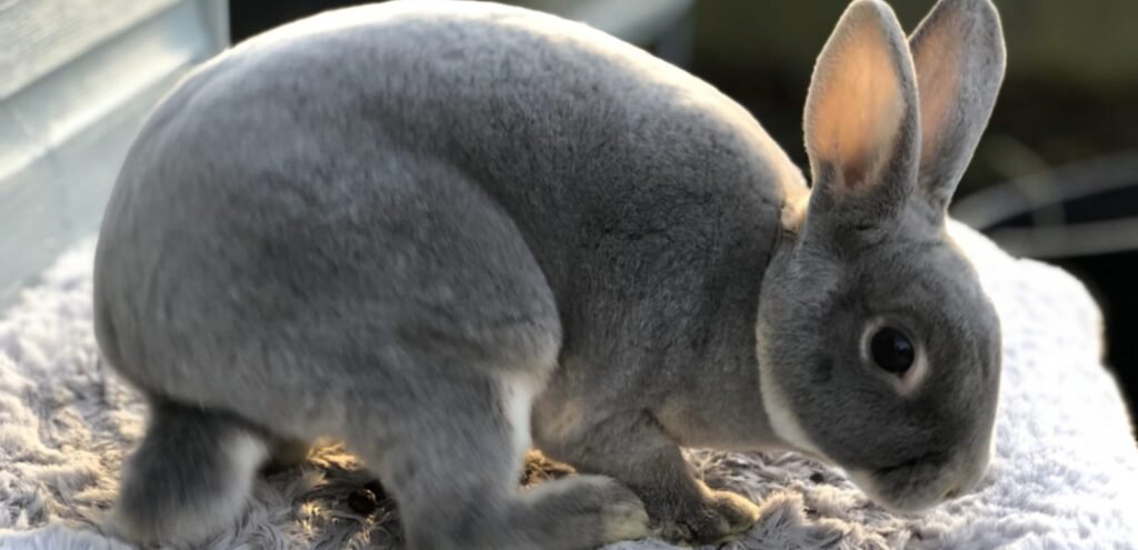 Mini Rex Rabbit | Soft-Coated Rabbit Breed 1 Mini Rex Rabbit