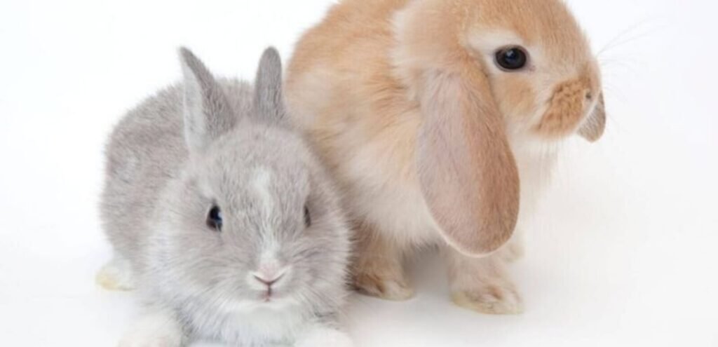 Mini Satin Rabbit | All About This Shiny-Coated Rabbit Breed 1 Mini Satin Rabbit