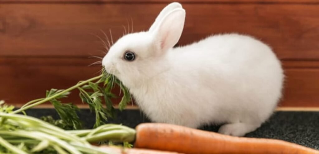 Mini Satin Rabbit | All About This Shiny-Coated Rabbit Breed 2 Mini Satin Rabbit