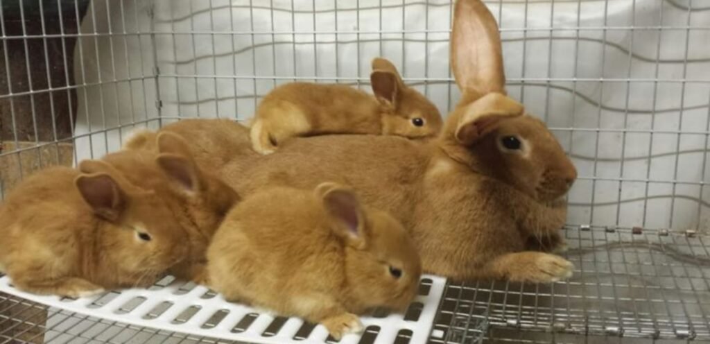 New Zealand Rabbit | Popular Meat & Show Rabbit Breed 1 New Zealand Rabbit