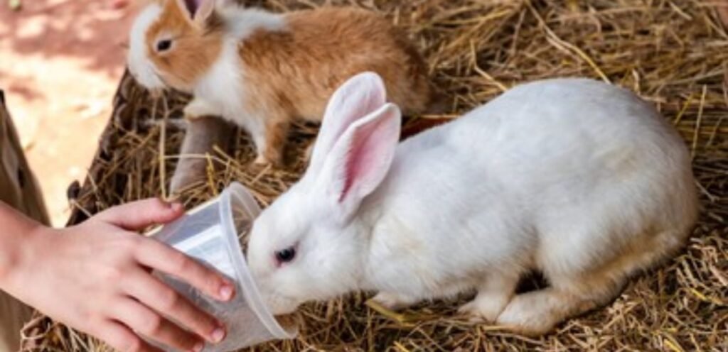 New Zealand Rabbit | Popular Meat & Show Rabbit Breed 2 New Zealand Rabbit