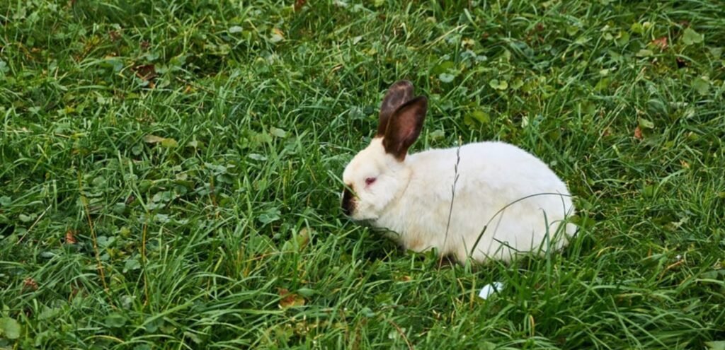 Himalayan Rabbit | A Calm, Strikingly Marked Breed 1 Himalayan Rabbit