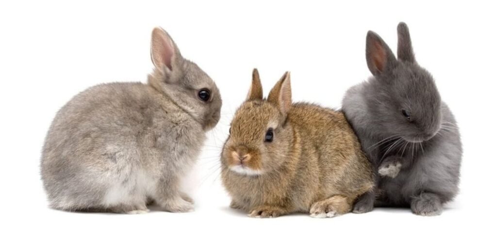 Netherland Dwarf Rabbit | Tiny & Adorable Rabbit Breed 1 Netherland Dwarf Rabbit