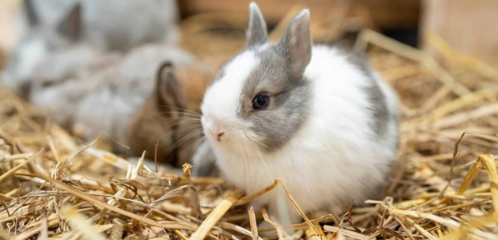 Netherland Dwarf Rabbit | Tiny & Adorable Rabbit Breed 2 Netherland Dwarf Rabbit