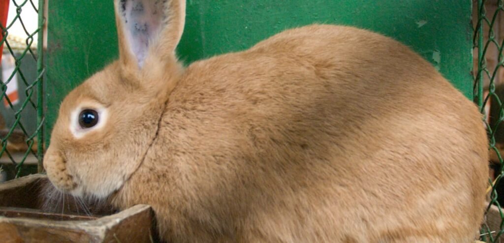 Palomino Rabbit | Gentle and Golden Rabbit Breed 1 Palomino Rabbit