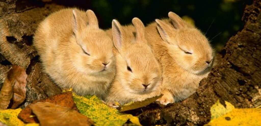 Palomino Rabbit | Gentle and Golden Rabbit Breed 2 Palomino Rabbit