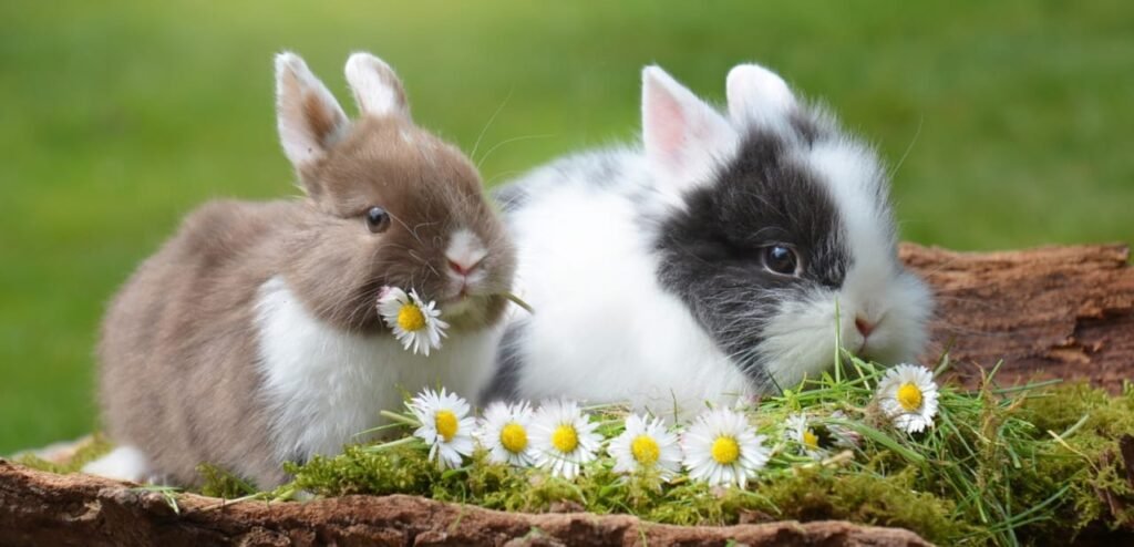 Polish Rabbit | Small and Elegant Rabbit Breed 1 Polish Rabbit