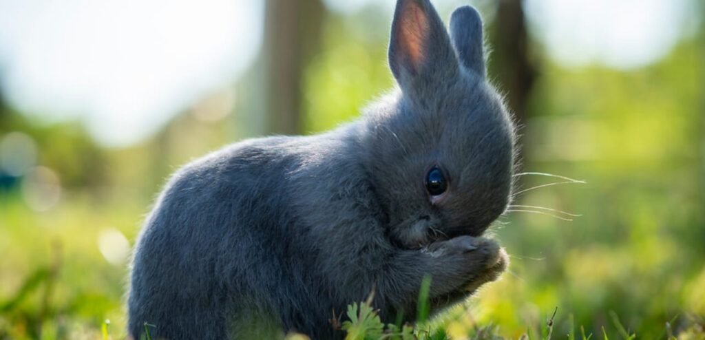 Polish Rabbit | Small and Elegant Rabbit Breed 2 Polish Rabbit