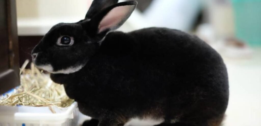 Rex Rabbit | Luxurious Fur & Friendly Rabbit Breed 1 Rex Rabbit