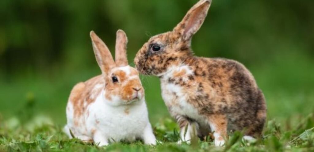 Rex Rabbit | Luxurious Fur & Friendly Rabbit Breed 2 Rex Rabbit