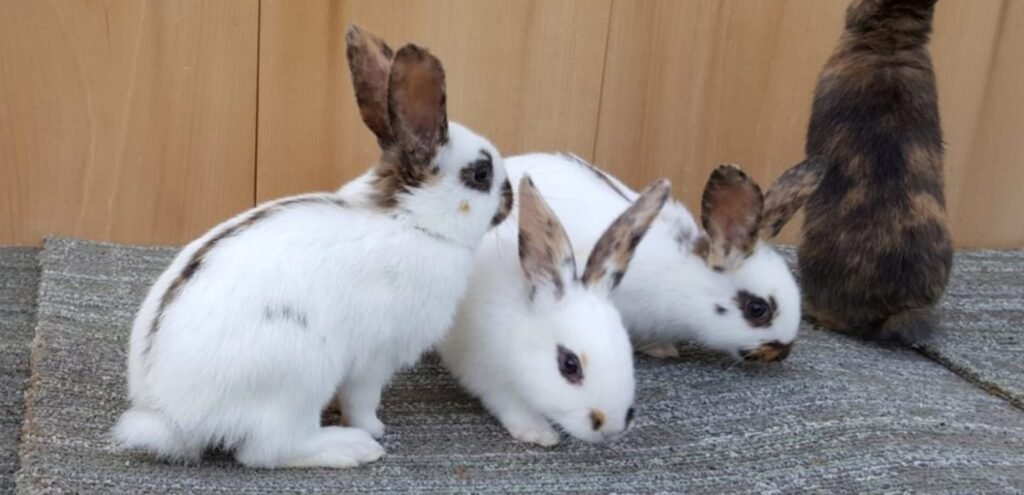 Rhinelander Rabbit | Friendly & Eye-Catching Rabbit Breed 1 Rhinelander Rabbit