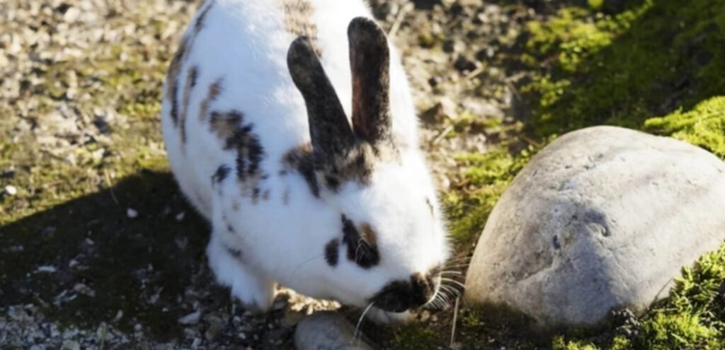 Rhinelander Rabbit | Friendly & Eye-Catching Rabbit Breed 2 Rhinelander Rabbit