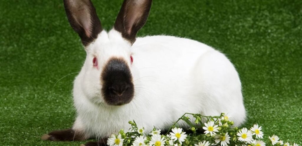 Himalayan Rabbit | A Calm, Strikingly Marked Breed 2 Himalayan Rabbit