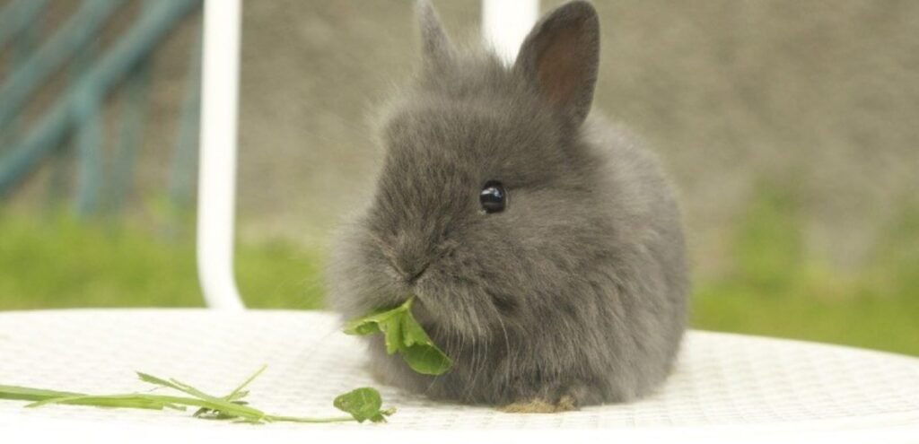 Lilac Rabbits | Soft-Gray & Calm-Tempered Rabbit Breed 1 Lilac Rabbits