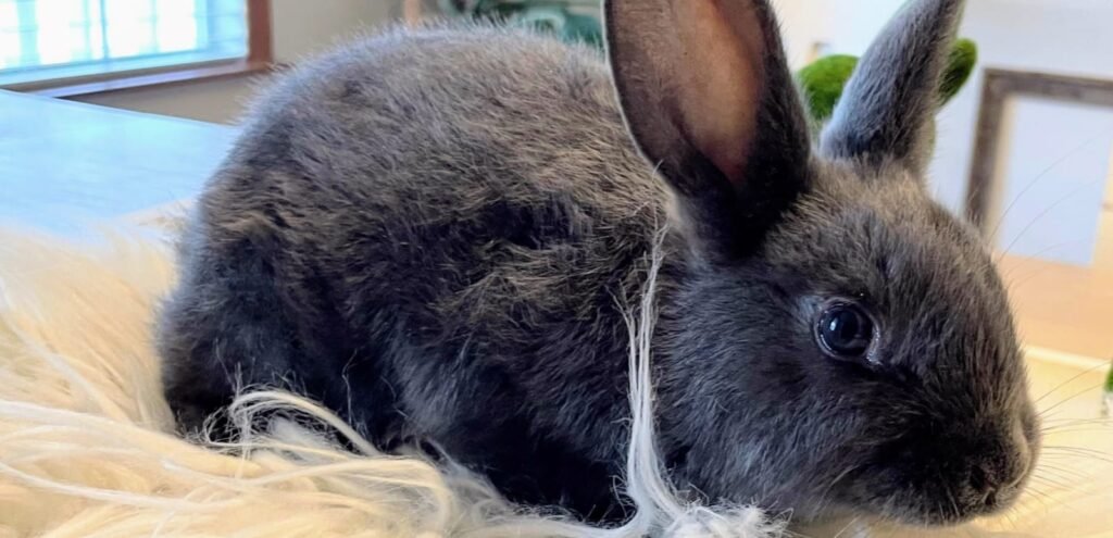 Satin Rabbits | Glossy-Coated & Gentle Rabbit Bree 2 Satin Rabbits