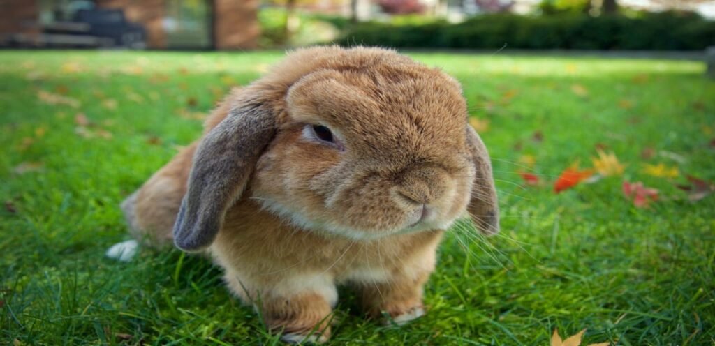 Holland Lop Rabbit | A Cute, Friendly, and Popular Breed 1 Holland Lop Rabbit