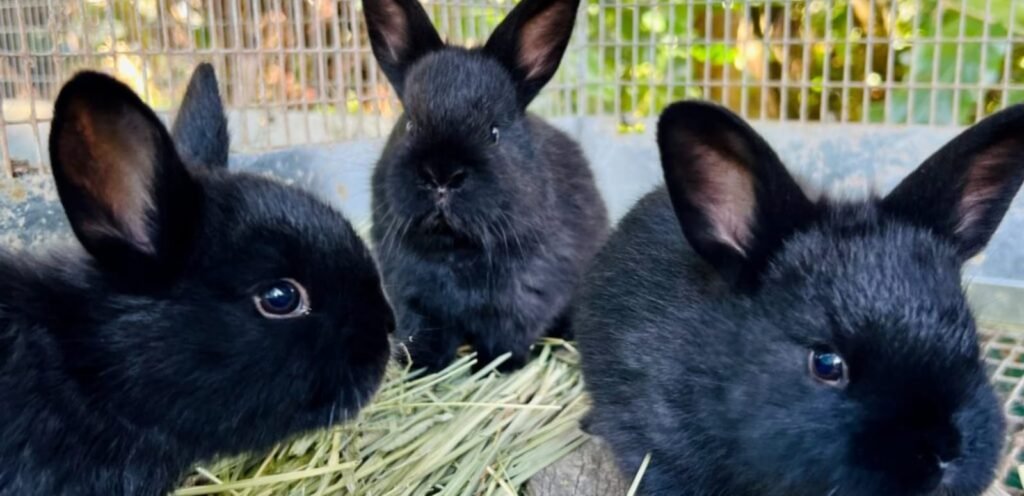 Silver Fox Rabbit | Dense-Furred & Docile Rabbit Breed 1 image 40