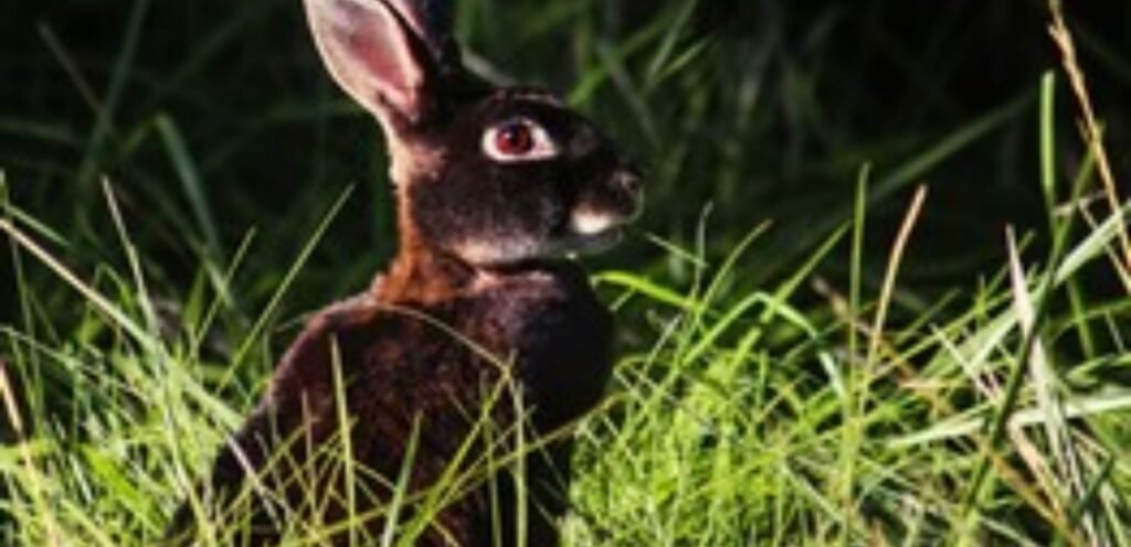 Silver Marten Rabbit | Active and Intelligent Rabbit Breed 1 image 41