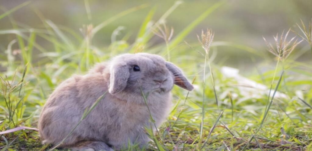 Holland Lop Rabbit | A Cute, Friendly, and Popular Breed 2 Holland Lop Rabbit