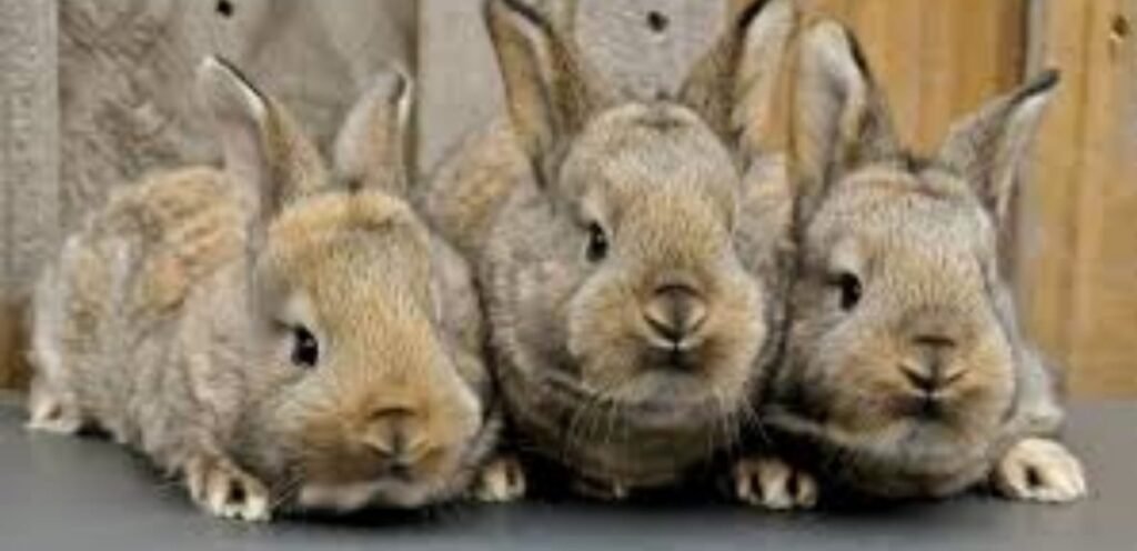 Australian Giant Rabbit | Large & Low Maintenance Rabbit Breed 1 Australian Giant Rabbit