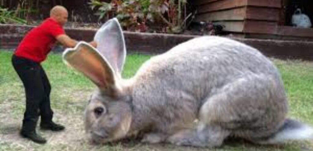 Australian Giant Rabbit | Large & Low Maintenance Rabbit Breed 2 Australian Giant Rabbit