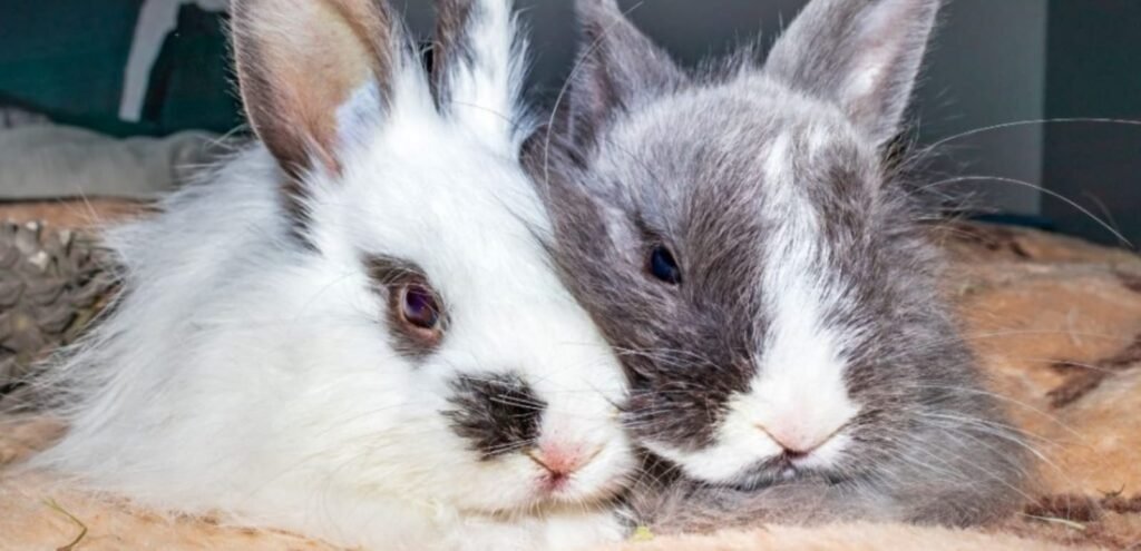 Jersey Wooly Rabbit | Gentle & Low-Maintenance Rabbit Breed 1 Jersey Wooly Rabbit